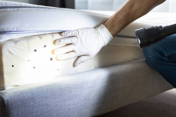 Best Ant Control Services  in Peekskill, NY